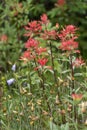 Giant red Indian Paintbrush