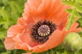 Giant Red Poppy On A Green Background Royalty Free Stock Photo