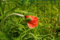Giant Red Poppy Bud Royalty Free Stock Photo