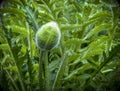 Giant red poppy bud saying to open Royalty Free Stock Photo