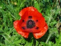 Giant Red Poppy Royalty Free Stock Photo