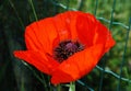 Giant Red Poppy Royalty Free Stock Photo