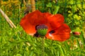 Giant Red Poppy Royalty Free Stock Photo