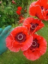 Giant red poppy& x27;s Royalty Free Stock Photo