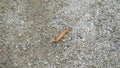 Giant red roadside slug, spanish slug in macro. Arion rufus slug