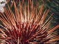 Giant Red Sea Urchin