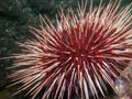 Giant Red Sea Urchin