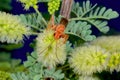 Giant Arizona Spider Wasp feeding on Mesquite flower