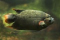 Giant red teil gourami Osphronemus laticlavius.