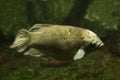 Giant red teil gourami Osphronemus laticlavius.