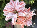 Giant Red and White Striped Amaryllis Double Hippeastrum, Dancing Queen flowers.
