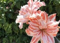 Giant Red and White Striped Amaryllis Double Hippeastrum, Dancing Queen flowers. Royalty Free Stock Photo