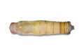 Giant Redeye Gangara thyrsis pupa