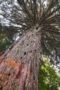 Giant redwood