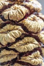 Giant Redwood cone opening ready to eject seeds - stock photo