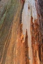 Giant Redwood details, Armstrong Redwoods Royalty Free Stock Photo