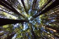 Giant redwoods forest in Rotorua North Island New Zealand