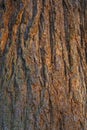 Giant redwood sequoia tree bark Royalty Free Stock Photo