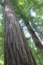 Giant redwood tree