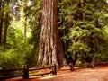 Giant Redwood tree