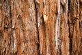 Giant Redwood Tree Background Royalty Free Stock Photo