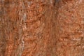 Giant redwood tree bark abstract background Royalty Free Stock Photo