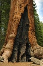 Giant Redwood tree