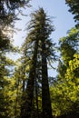 Giant Redwood tree, photo looking up at the tree, in Redwood National Park in Lady Bird Johnson Grove in Northern California, with Royalty Free Stock Photo