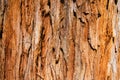 Giant Redwood Tree Background Royalty Free Stock Photo