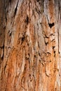 Giant Redwood Tree Texture, Background Royalty Free Stock Photo