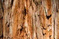 Giant Redwood Tree Texture, Background Royalty Free Stock Photo