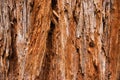 Giant Redwood Tree Texture Royalty Free Stock Photo