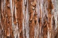 Giant Redwood Tree Texture Royalty Free Stock Photo