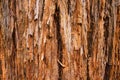 Giant Redwood Tree Texture Royalty Free Stock Photo