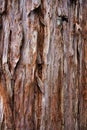 Giant Redwood Tree Texture Royalty Free Stock Photo