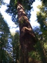 Giant Redwood trees