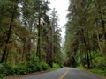 Giant Redwood Trees along the Avenue of the Giants Royalty Free Stock Photo