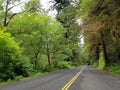 Giant Redwood Trees along the Avenue of the Giants Royalty Free Stock Photo