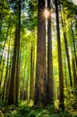 Giant Redwood Trees, California Royalty Free Stock Photo