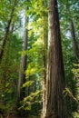 Giant redwood trees in a Humboldt forest, California Royalty Free Stock Photo