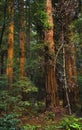 Giant Redwood Trees Muir Woods National Park Royalty Free Stock Photo