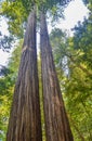 Giant Redwood Trees