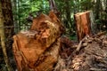 Giant Redwoods California Royalty Free Stock Photo