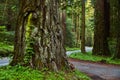 Giant Redwoods next to road through Avenue of Giants in California Royalty Free Stock Photo