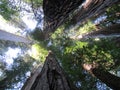 Giant redwoods in Northern California