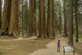 Giant Redwoods in Sequoia National Park Royalty Free Stock Photo