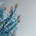 Giant reed Arundo donax . Blue leaves and flowers, surreal. Background, copy space