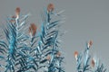 Giant reed Arundo donax . Blue leaves and flowers, surreal. Free space for text