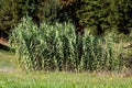 Giant reed or Arundo donax tall perennial cane densely growing plants with grey green sword like leaves surrounded with grass