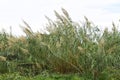 Giant reed Arundo donax